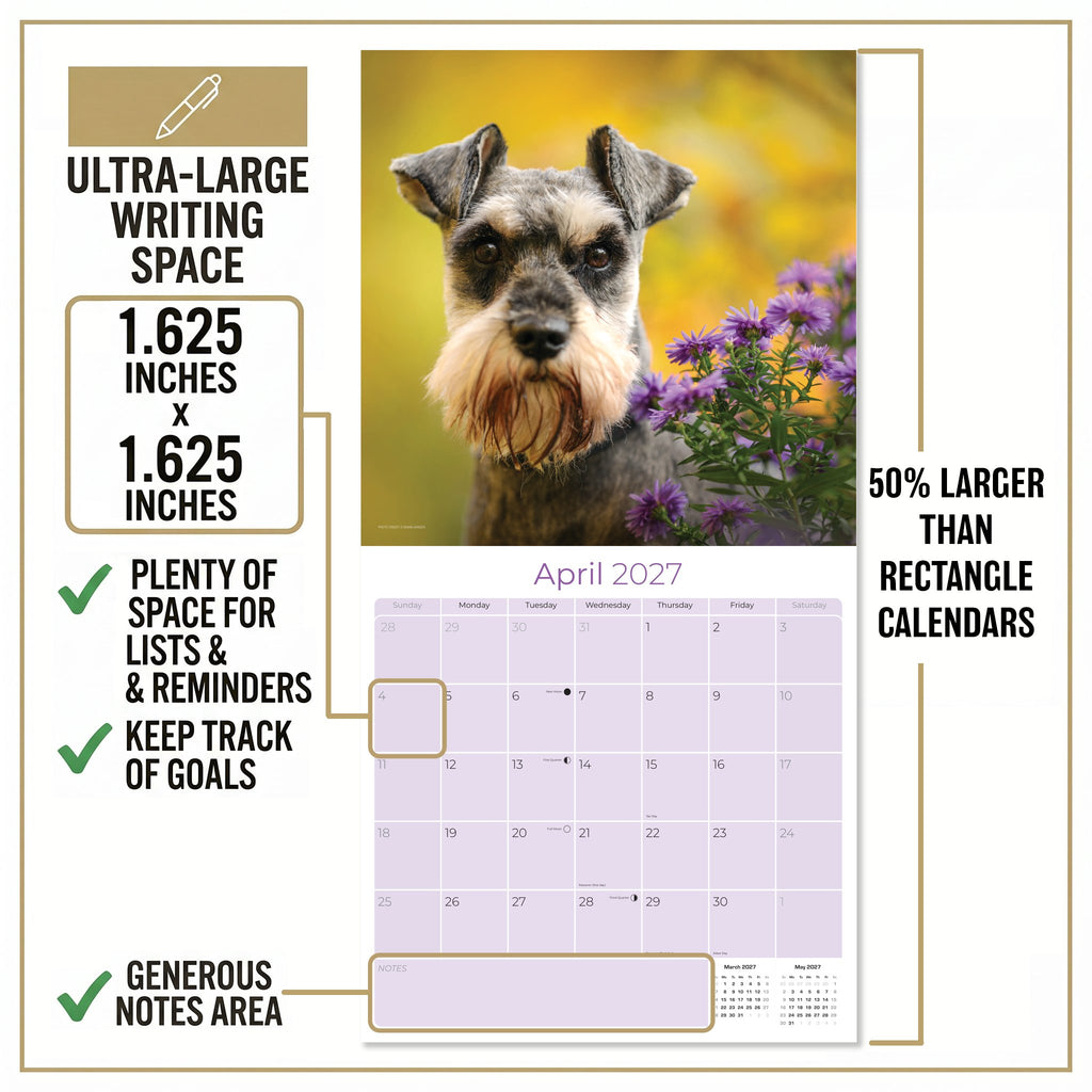 Miniature Schnauzer Wall Calendar 2027 - 12" x 12" Monthly Bearded Terrier & Spirited Small Schnauzer Calendar