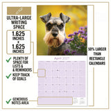 Miniature Schnauzer Wall Calendar 2027 - 12" x 12" Monthly Bearded Terrier & Spirited Small Schnauzer Calendar
