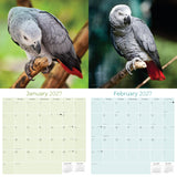 African Greys Wall Calendar 2027 - 12" x 12" Monthly Tropical Bird Calendar