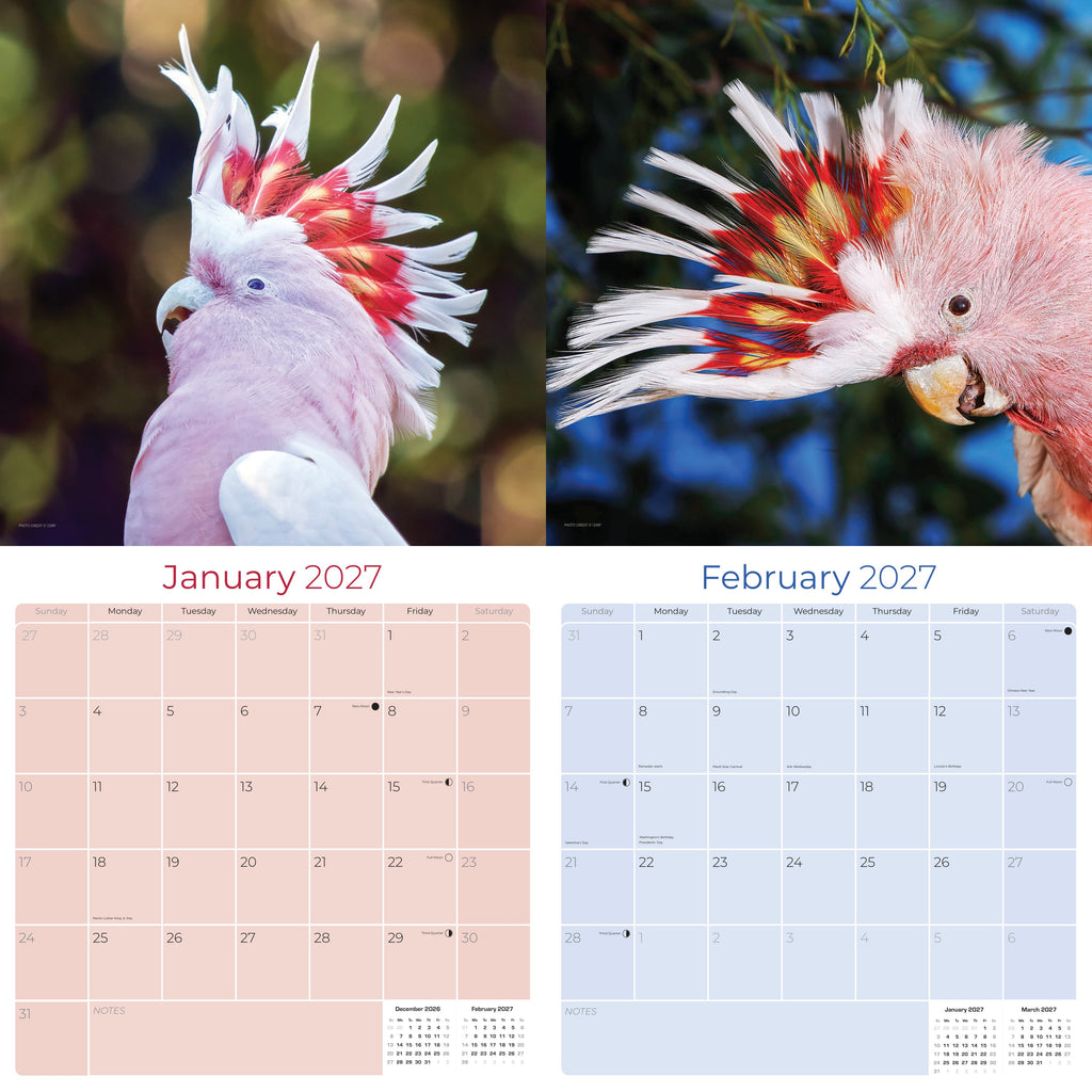 Cockatoos Wall Calendar 2027 - 12" x 12" Monthly Bird Breed Calendar