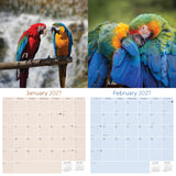 Macaws Wall Calendar 2027 - 12" x 12" Monthly Bird Breed Calendar