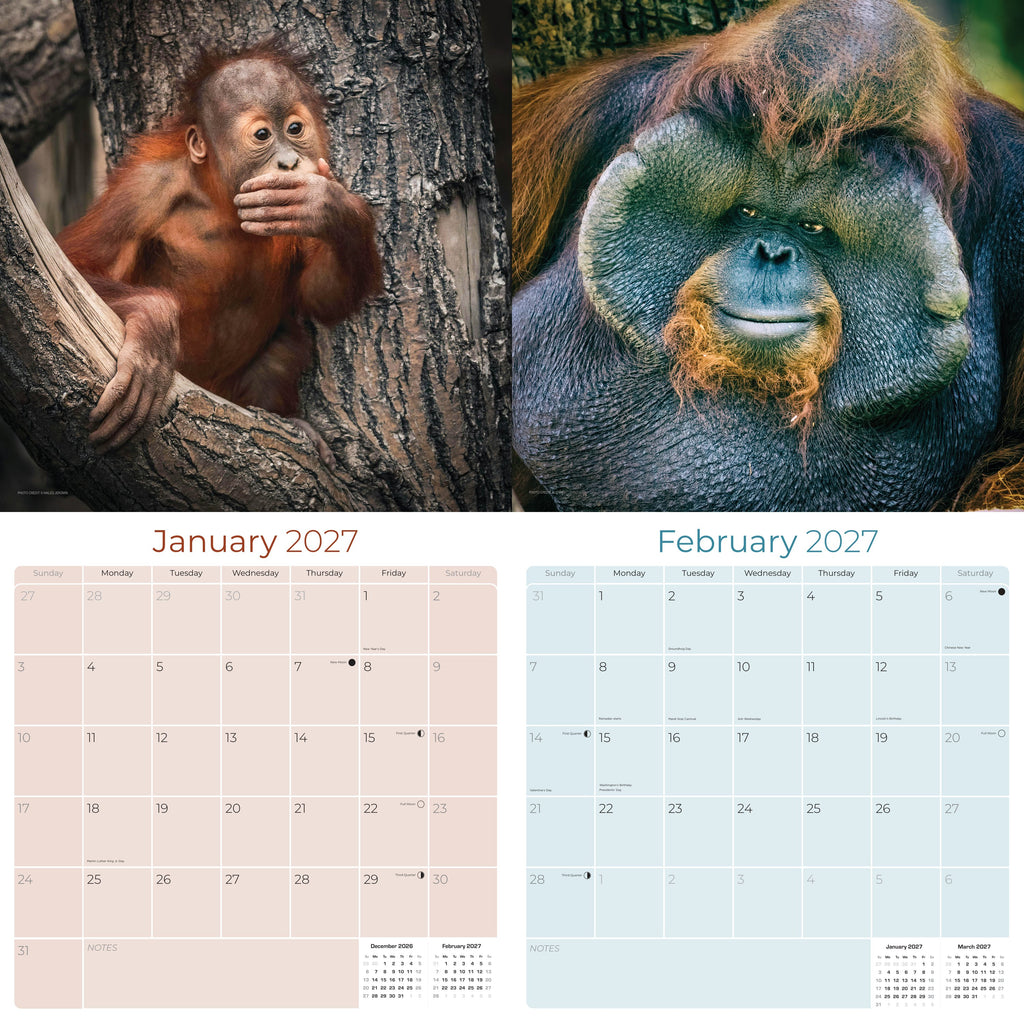 Apes Wall Calendar 2027 - 12" x 12" Monthly Wild Primate & Majestic Chimpanzee Nature Calendar