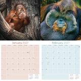 Apes Wall Calendar 2027 - 12" x 12" Monthly Wild Primate & Majestic Chimpanzee Nature Calendar