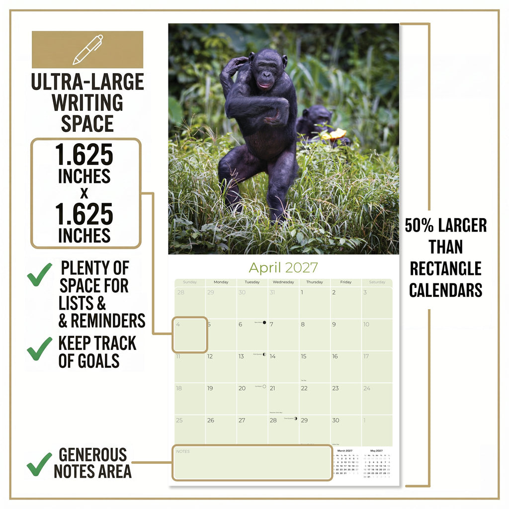 Apes Wall Calendar 2027 - 12" x 12" Monthly Wild Primate & Majestic Chimpanzee Nature Calendar