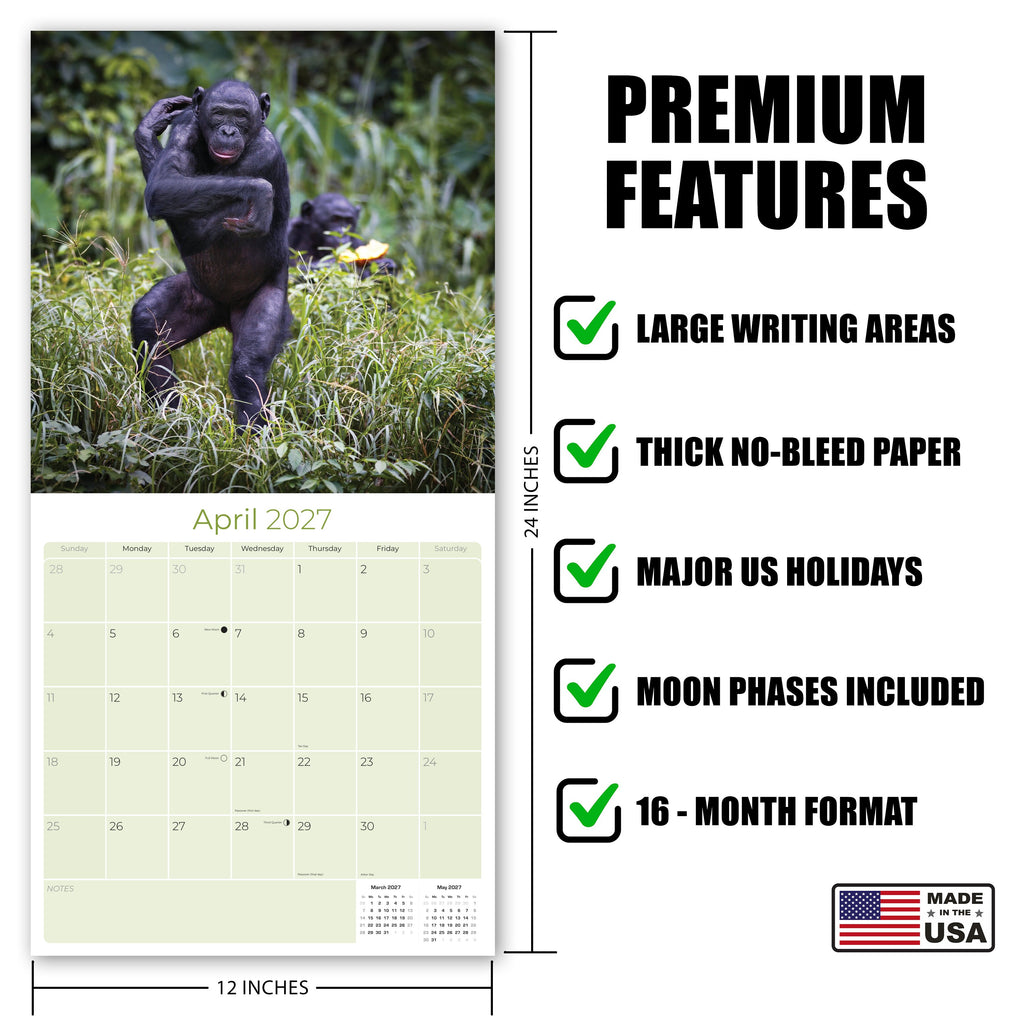Apes Wall Calendar 2027 - 12" x 12" Monthly Wild Primate & Majestic Chimpanzee Nature Calendar