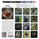 Apes Wall Calendar 2027 - 12" x 12" Monthly Wild Primate & Majestic Chimpanzee Nature Calendar