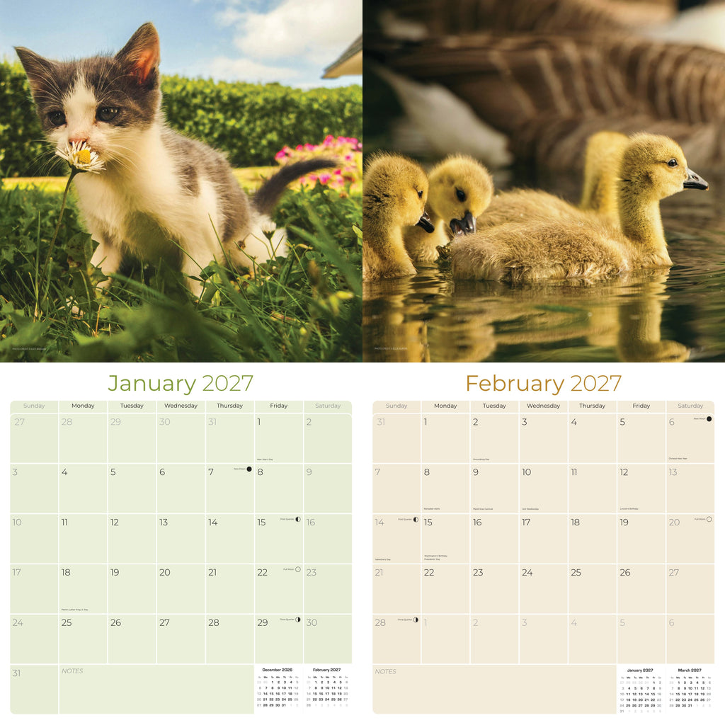 Baby Animals Wall Calendar 2027 - 12" x 12" Monthly Heartwarming & Playful Cute Wildlife Calendar