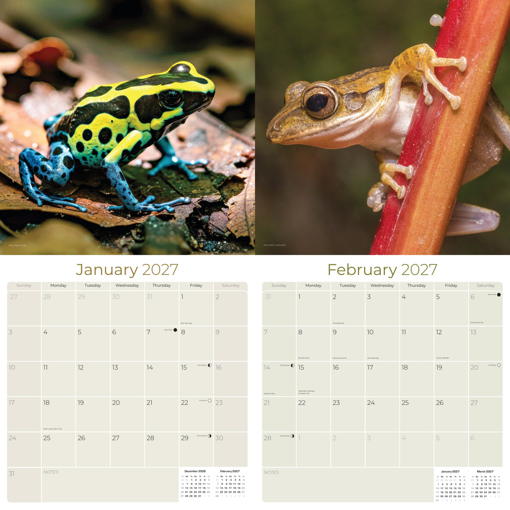 Frogs Wall Calendar 2027 - 12" x 12" Monthly Colorful Exotic Tree Frogs Amphibian Nature Calendar