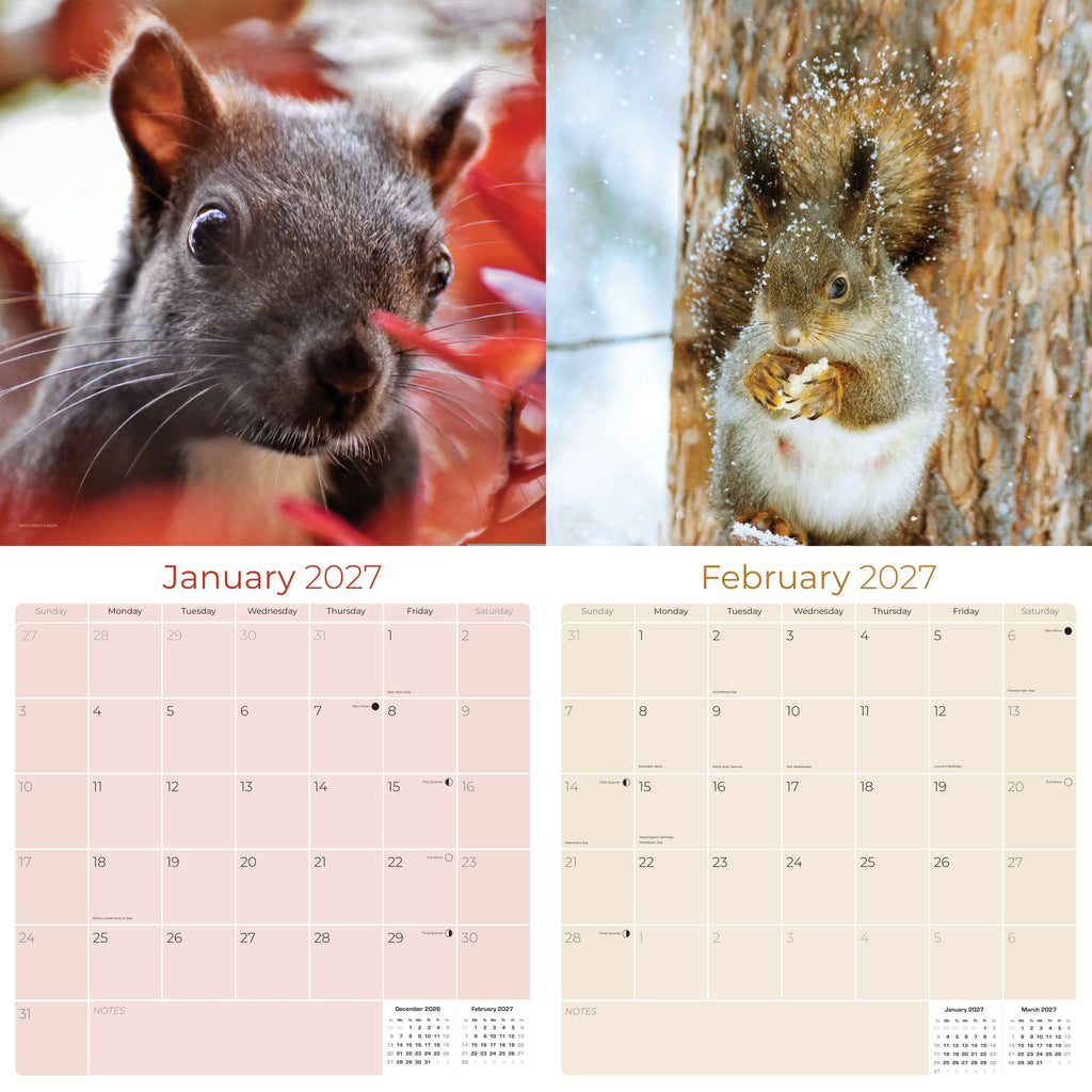 Squirrels Wall Calendar 2027 - 12" x 12" Monthly Playful & Energetic Backyard Wildlife Nature Calendar