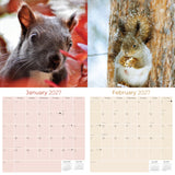 Squirrels Wall Calendar 2027 - 12" x 12" Monthly Playful & Energetic Backyard Wildlife Nature Calendar