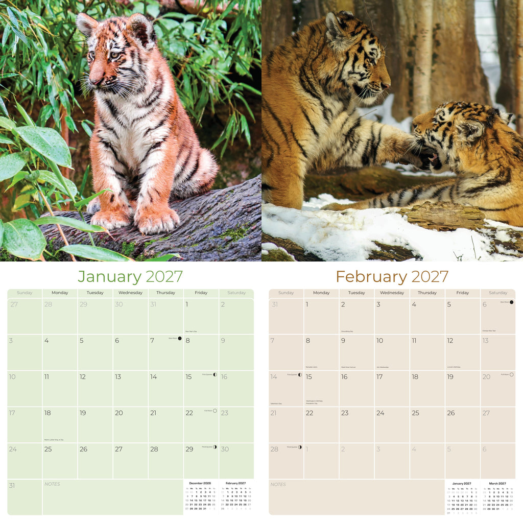 Tigers Wall Calendar 2027 - 12" x 12" Monthly Majestic & Powerful Big Cat Wildlife Nature Calendar