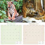 Tigers Wall Calendar 2027 - 12" x 12" Monthly Majestic & Powerful Big Cat Wildlife Nature Calendar