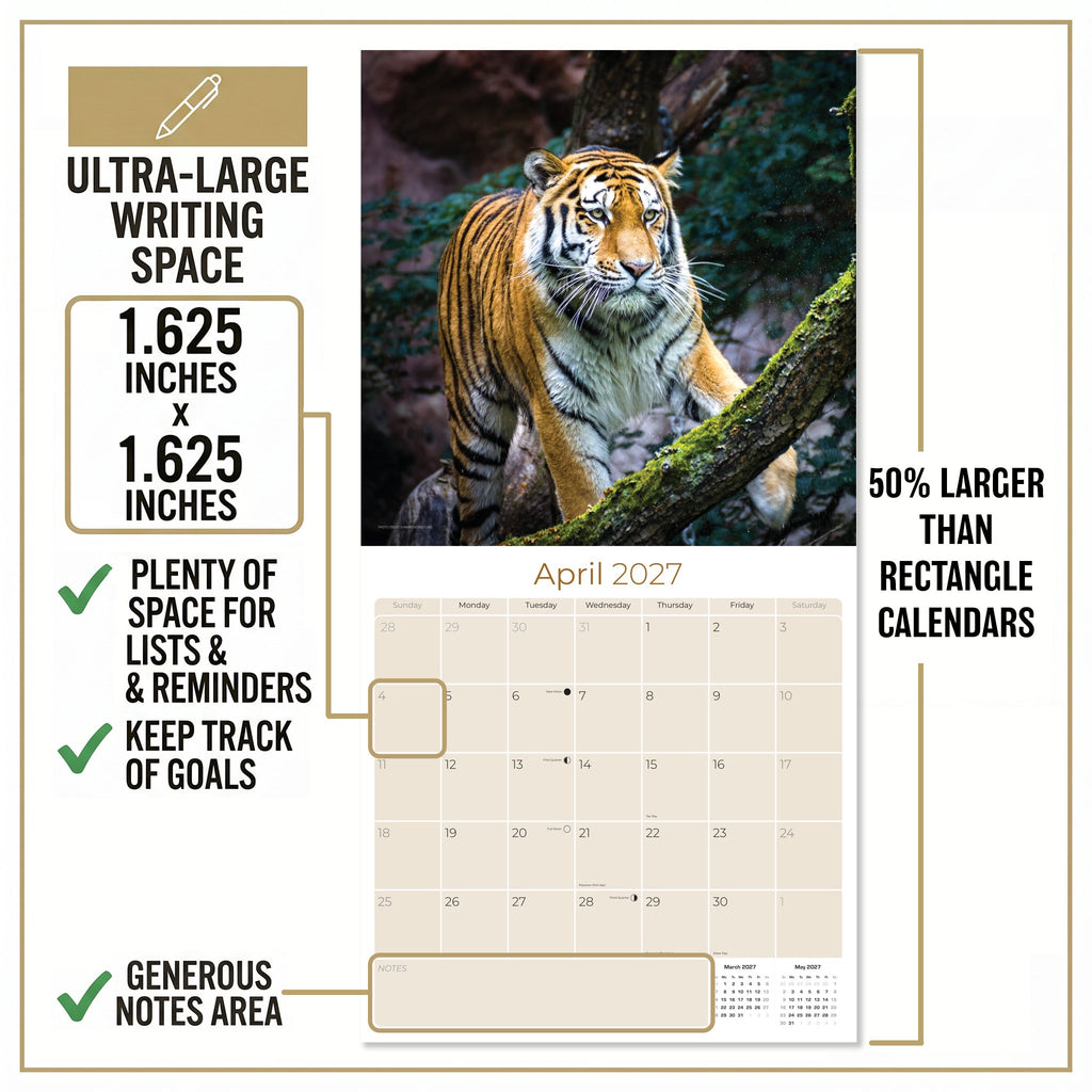 Tigers Wall Calendar 2027 - 12" x 12" Monthly Majestic & Powerful Big Cat Wildlife Nature Calendar