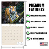 Tigers Wall Calendar 2027 - 12" x 12" Monthly Majestic & Powerful Big Cat Wildlife Nature Calendar