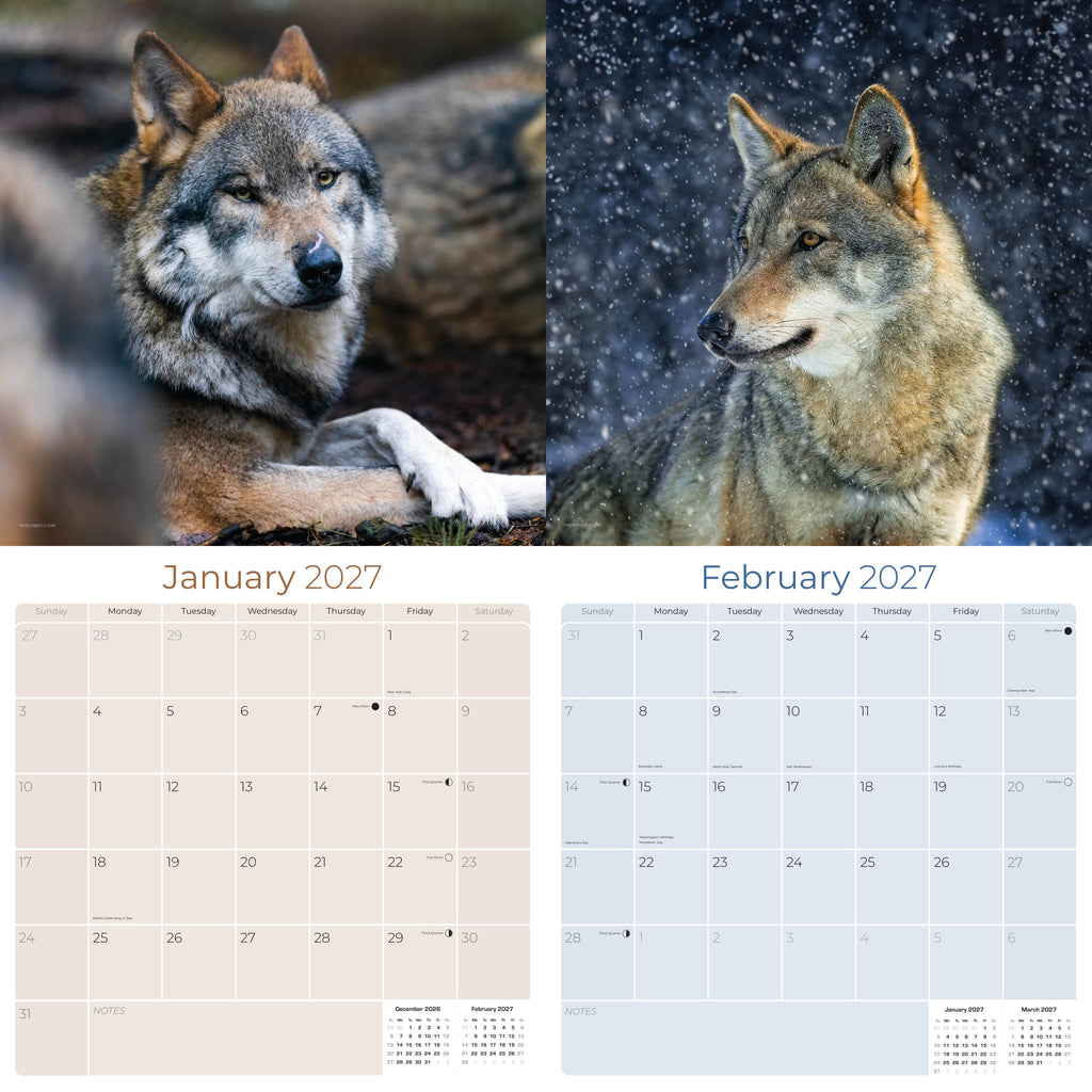 Wolves Wall Calendar 2027 - 12" x 12" Monthly Majestic & Powerful Wild Wolf Wildlife Nature Calendar