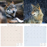 Wolves Wall Calendar 2027 - 12" x 12" Monthly Majestic & Powerful Wild Wolf Wildlife Nature Calendar