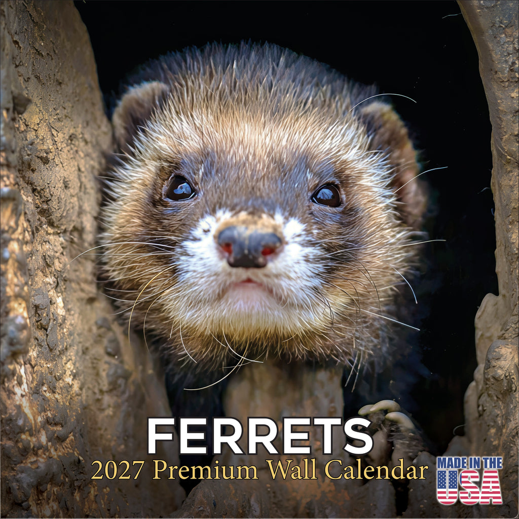 Ferrets Wall Calendar 2027 - 12" x 12" Monthly Playful & Mischievous Domestic Ferret Pet Calendar