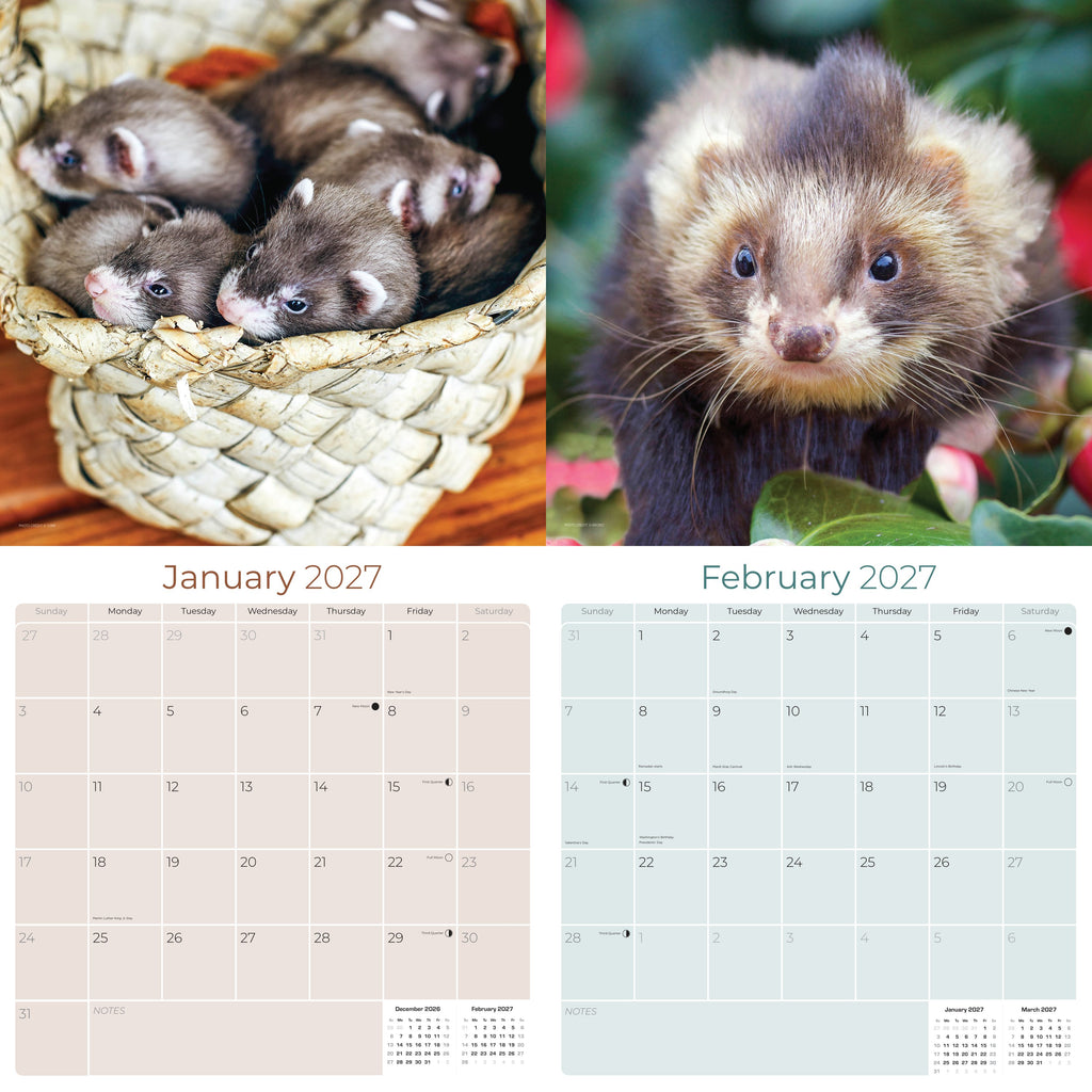 Ferrets Wall Calendar 2027 - 12" x 12" Monthly Playful & Mischievous Domestic Ferret Pet Calendar