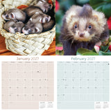 Ferrets Wall Calendar 2027 - 12" x 12" Monthly Playful & Mischievous Domestic Ferret Pet Calendar