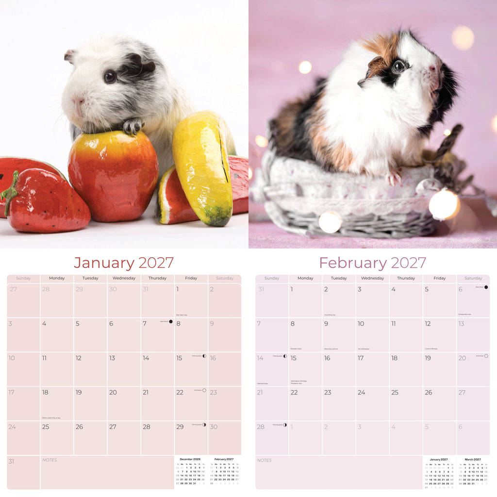 Guinea Pigs Wall Calendar 2027 - 12" x 12" Monthly Cuddly Pets & Small Cavy Companion Calendar