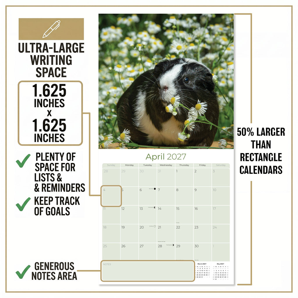 Guinea Pigs Wall Calendar 2027 - 12" x 12" Monthly Cuddly Pets & Small Cavy Companion Calendar