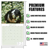 Guinea Pigs Wall Calendar 2027 - 12" x 12" Monthly Cuddly Pets & Small Cavy Companion Calendar