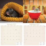 Hamsters Wall Calendar 2027 - 12" x 12" Monthly Cute Rodents & Precocious Pocket Pet Calendar