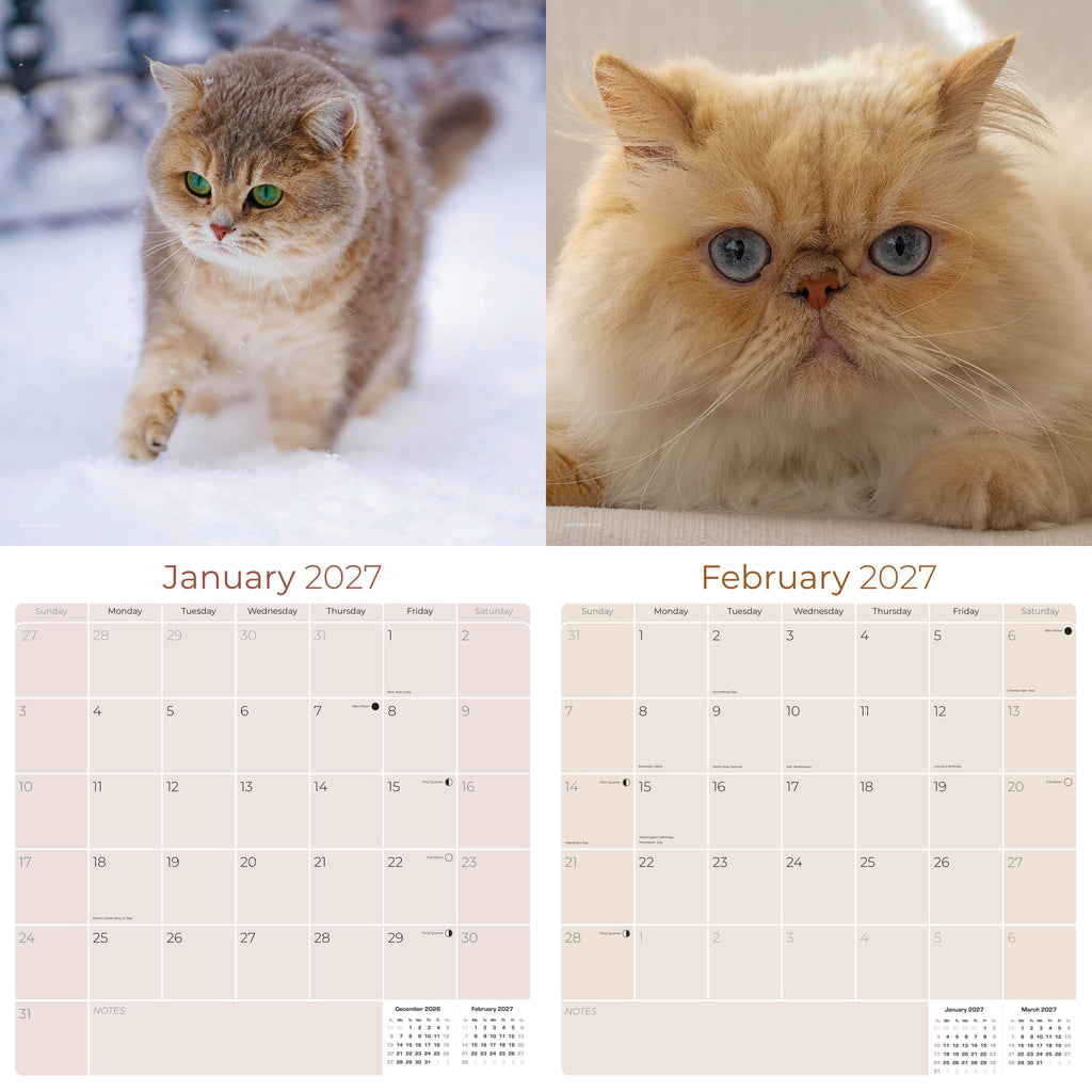 Cats Wall Calendar 2027 - 12" x 12" Monthly Playful Independent House Cat Companion Calendar