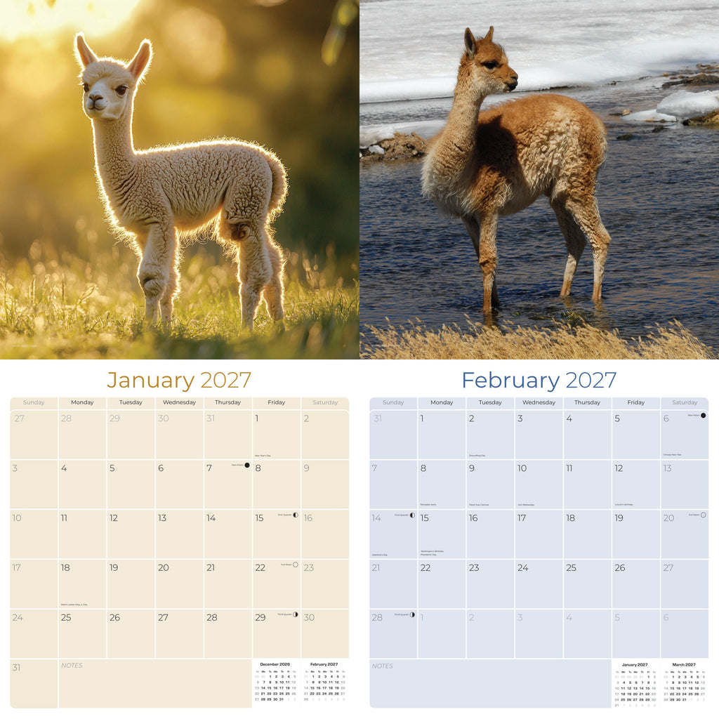 Alpacas Wall Calendar 2027 - 12" x 12" Monthly Farm Animal Herd & Cute Alpaca Art Calendar