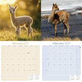 Alpacas Wall Calendar 2027 - 12" x 12" Monthly Farm Animal Herd & Cute Alpaca Art Calendar