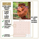 Alpacas Wall Calendar 2027 - 12" x 12" Monthly Farm Animal Herd & Cute Alpaca Art Calendar