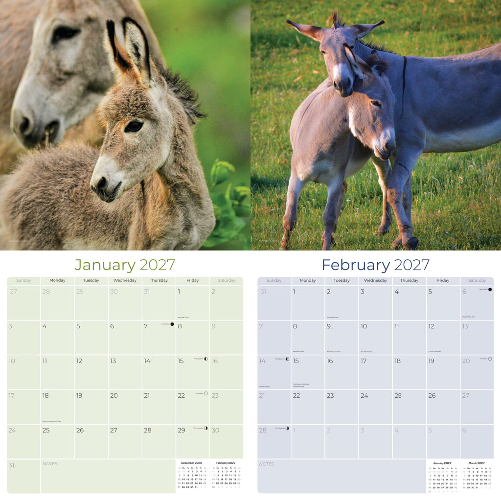 Donkeys Wall Calendar 2027 - 12" x 12" Monthly Charming Farm Equine & Long Eared Donkey Calendar