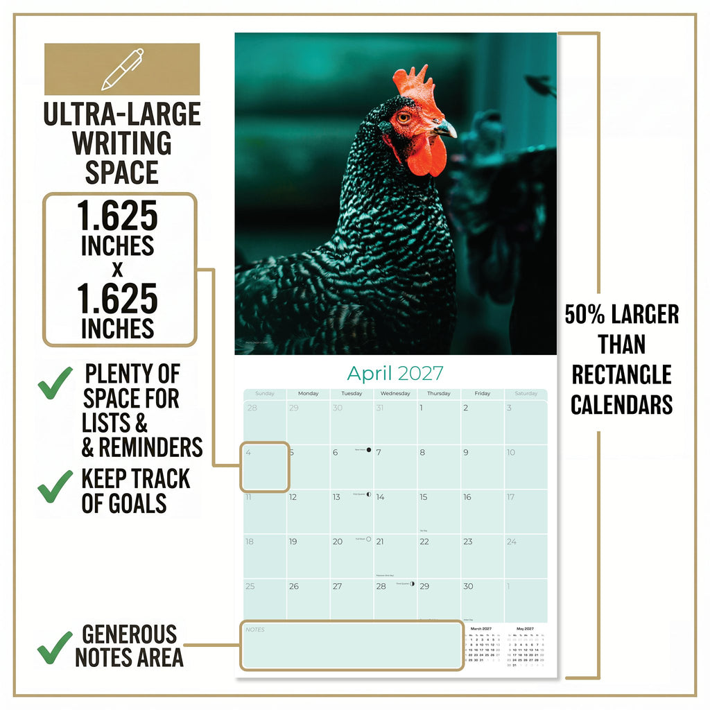 Chickens Wall Calendar 2027 - 12" x 12" Monthly Colorful Plucky Backyard Poultry Farm Calendar
