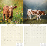 Cows Wall Calendar 2027 - 12" x 12" Monthly Gentle & Pastoral Farm Pasture Cattle Calendar