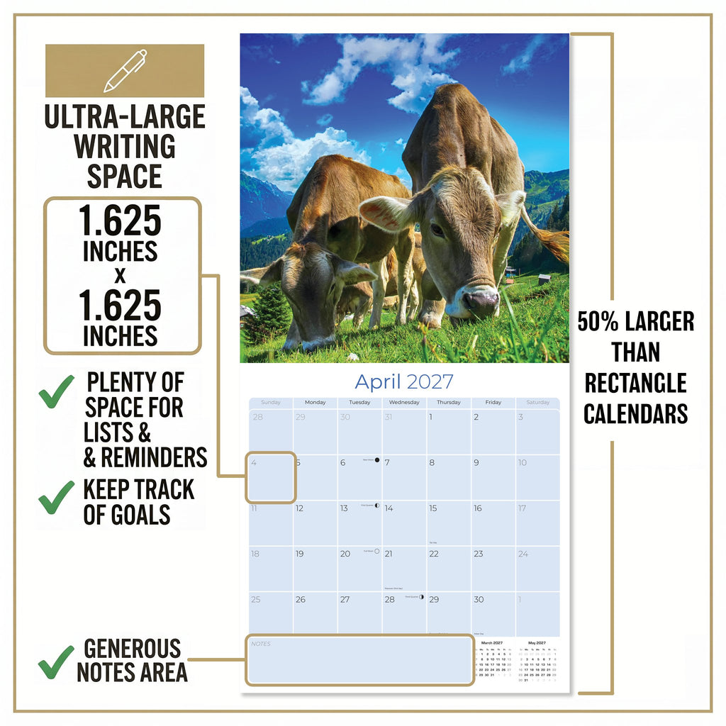 Cows Wall Calendar 2027 - 12" x 12" Monthly Gentle & Pastoral Farm Pasture Cattle Calendar