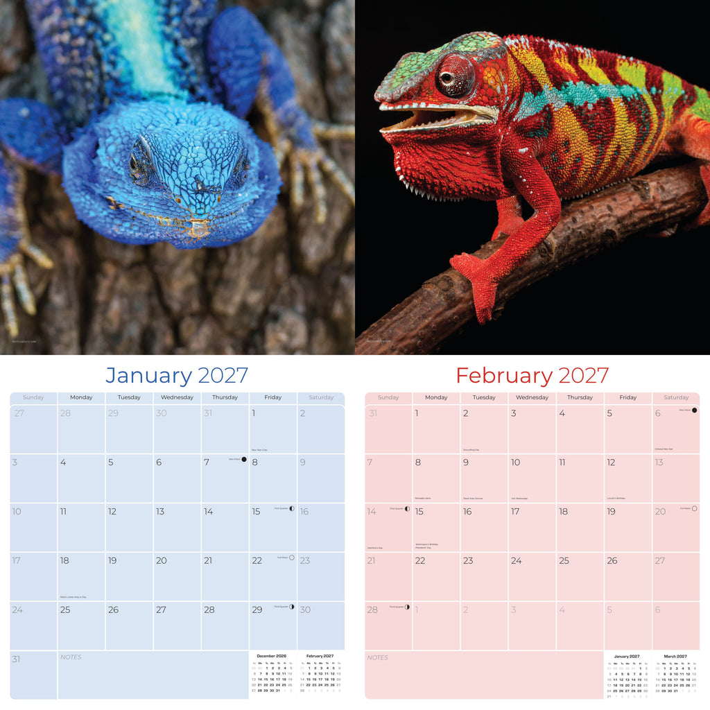 Lizards Wall Calendar 2027 - 12" x 12" Monthly Exotic Reptiles & Colorful Scaled Terrarium Nature Calendar