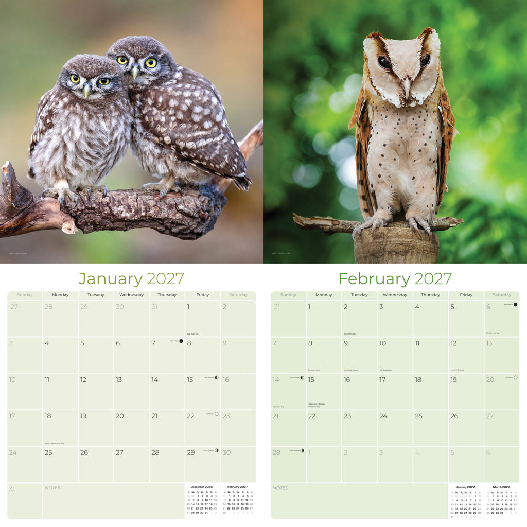 Owls Wall Calendar 2027 - 12" x 12" Monthly Majestic Raptors & Wise Nocturnal Bird Calendar