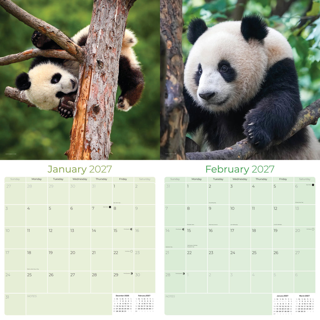 Pandas Wall Calendar 2027 - 12" x 12" Monthly Adorable Giant Pandas & Cute Bamboo Nature Calendar