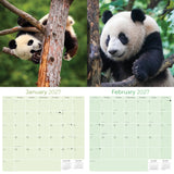 Pandas Wall Calendar 2027 - 12" x 12" Monthly Adorable Giant Pandas & Cute Bamboo Nature Calendar