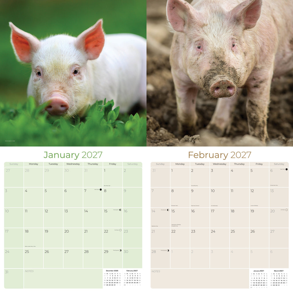 Pigs Wall Calendar 2027 - 12" x 12" Monthly Intelligent Farm Animals & Clever Heritage Hog Calendar