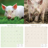 Pigs Wall Calendar 2027 - 12" x 12" Monthly Intelligent Farm Animals & Clever Heritage Hog Calendar