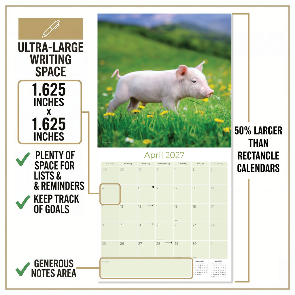 Pigs Wall Calendar 2027 - 12" x 12" Monthly Intelligent Farm Animals & Clever Heritage Hog Calendar