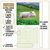 Pigs Wall Calendar 2027 - 12" x 12" Monthly Intelligent Farm Animals & Clever Heritage Hog Calendar