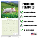 Pigs Wall Calendar 2027 - 12" x 12" Monthly Intelligent Farm Animals & Clever Heritage Hog Calendar