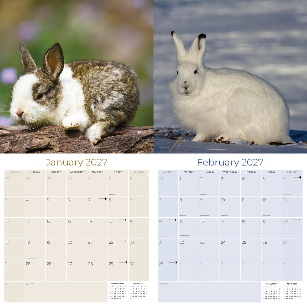 Rabbits Wall Calendar 2027 - 12" x 12" Monthly Gentle & Curious Bunny Rabbit Nature Calendar