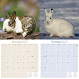 Rabbits Wall Calendar 2027 - 12" x 12" Monthly Gentle & Curious Bunny Rabbit Nature Calendar