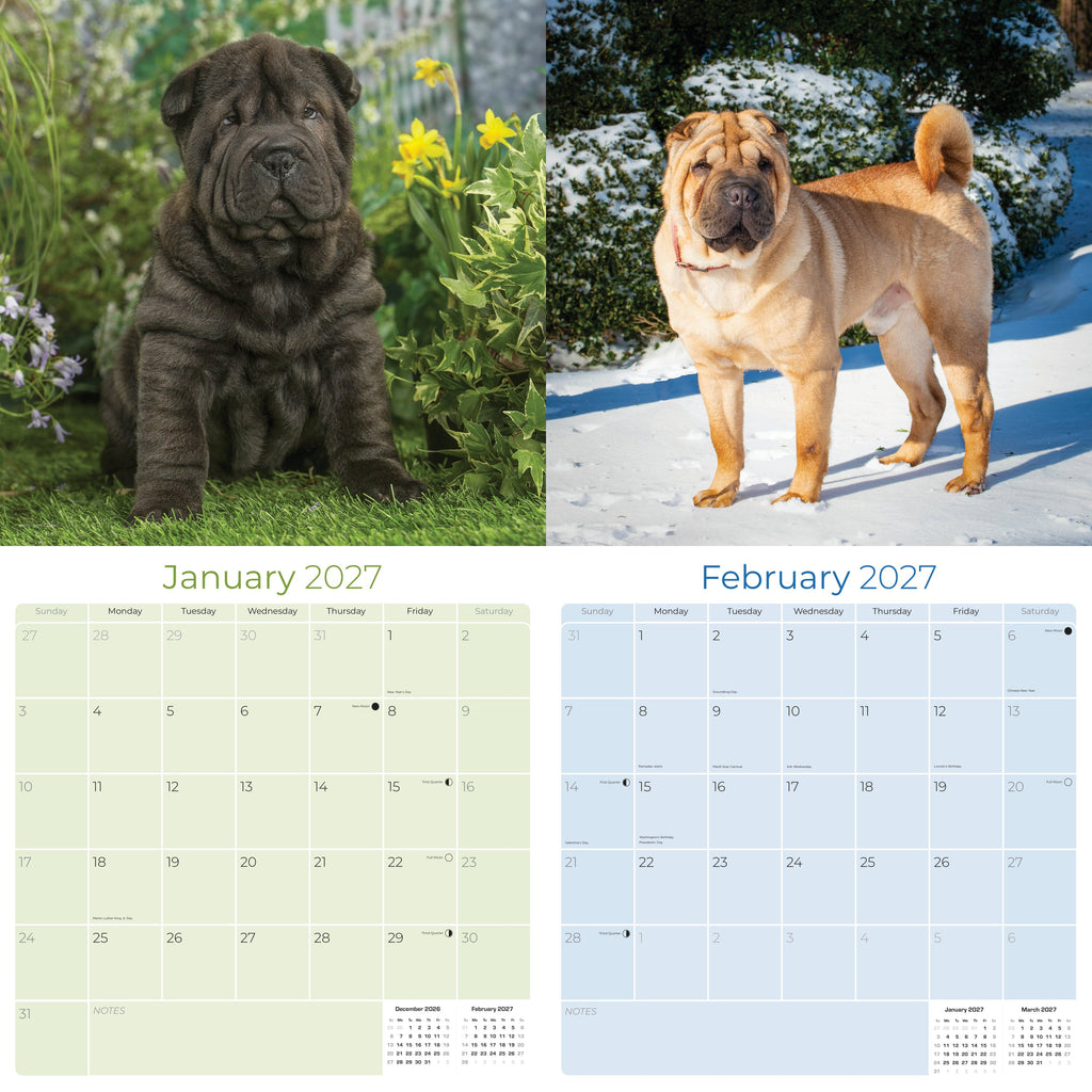 Shar Pei Wall Calendar 2027 - 12" x 12" Monthly Loyal & Independent Wrinkle Dog Breed Calendar