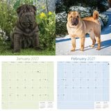 Shar Pei Wall Calendar 2027 - 12" x 12" Monthly Loyal & Independent Wrinkle Dog Breed Calendar
