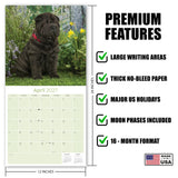 Shar Pei Wall Calendar 2027 - 12" x 12" Monthly Loyal & Independent Wrinkle Dog Breed Calendar