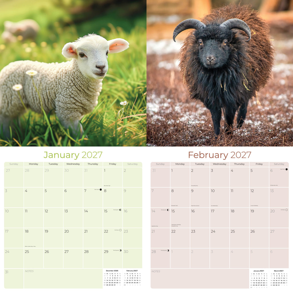 Sheep Wall Calendar 2027 - 12" x 12" Monthly Gentle & Pastoral Farm Animal Sheep Breed Calendar